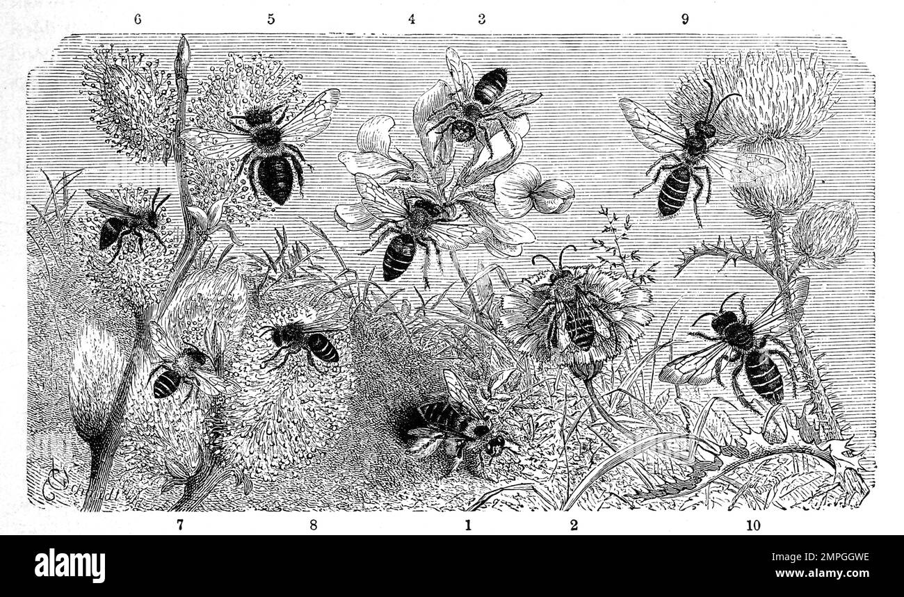 Insekten, 1-2. Rauhfüßige Bürstenbiene, Dasypoda hirtipes, 3-4. Schends Erdbiene, Andrena schencki, 5-6. greise Erdbiene, Andrena cineraria, 7-8. braungeschenkelte Erdbiene, Andrena fulvicrus, 9-10. große Ballenbiene, Hylaeus grandis, Historisch, digital restaurierte Reproduktion von einer Vorlage aus dem 19. Jahrhundert Stock Photo