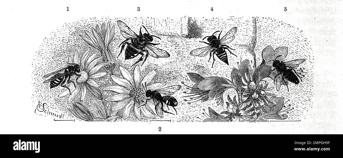 Insekten, 1-2. weißfleckige Wespenbiene, Nomada robertjeotiana, 3. gemeine Waffenbiene, Melecta punctata, 4-5. Kegelbiene, Coelioxys rufescens, Historisch, digital restaurierte Reproduktion von einer Vorlage aus dem 19. Jahrhundert Stock Photo