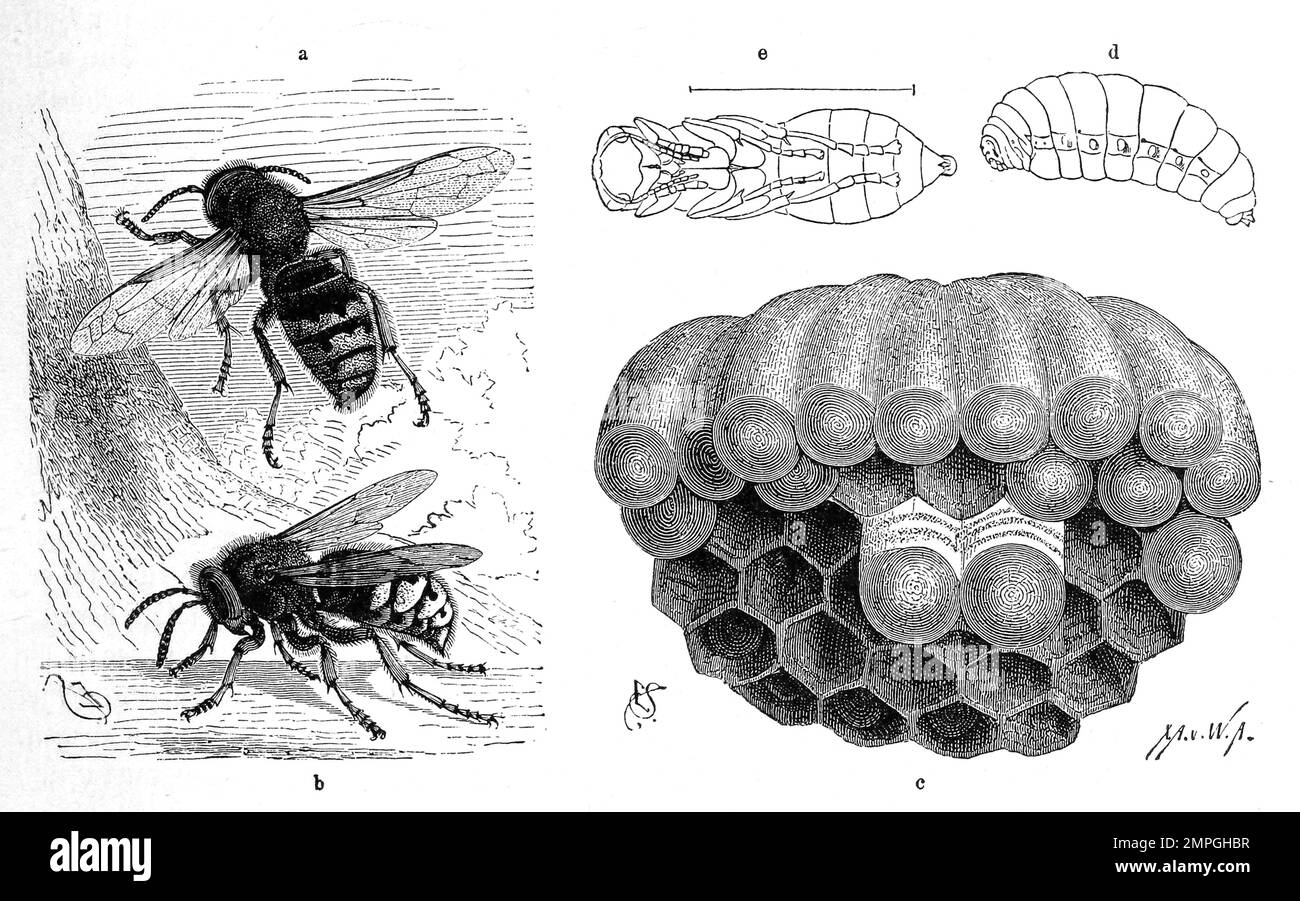 Insekten, Hornisse, Vespa crabro ist eine Art aus der Familie der Sozialen Faltenwespen, Historisch, digital restaurierte Reproduktion von einer Vorlage aus dem 19. Jahrhundert Stock Photo