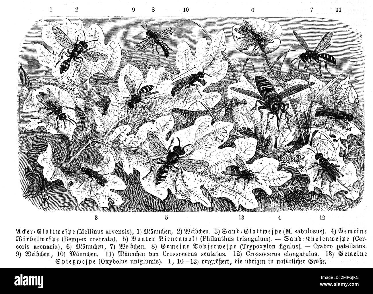 Insekten, 1. Acker-Glattwespe, Mellinus arvensis, 3. Sand-Glattwespe, Mellinus sabulosus, 4. gemeine Wirbelwespe, Bempex rostrate, 5. Bunter Bienenwolf, Philanthus triangulum, 8. gemeine Töpferwespe, Trypoxylon figulus, 13. gemeine Spießwespe, Oxybelus uniglumis, Historisch, digital restaurierte Reproduktion von einer Vorlage aus dem 19. Jahrhundert Stock Photo
