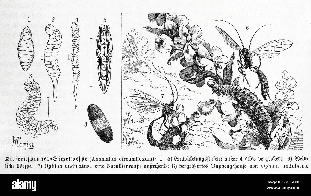 Insekten, Kiefernspinner - Sichelwespa, Anomalon circumflexum, Ophion undulatus, Historisch, digital restaurierte Reproduktion von einer Vorlage aus dem 19. Jahrhundert Stock Photo
