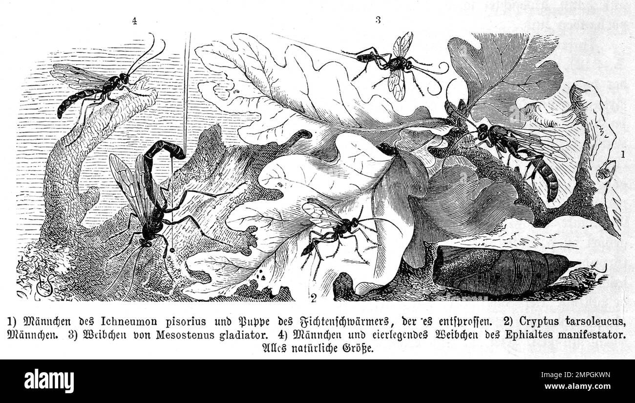 Insekten, Ichneumon pisorius, Fichtenschwärmer, Cryptus tarsoleucus, Mesostenus gladiator, Historisch, digital restaurierte Reproduktion von einer Vorlage aus dem 19. Jahrhundert Stock Photo