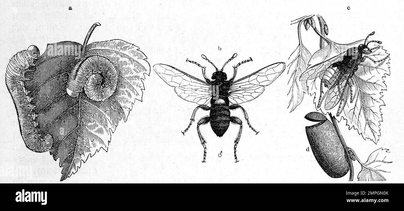 Insekten, weiße Knopfhornwespa, Cimbex betulae, mit Larven und Puppengehäuse, Historisch, digital restaurierte Reproduktion von einer Vorlage aus dem 19. Jahrhundert Stock Photo