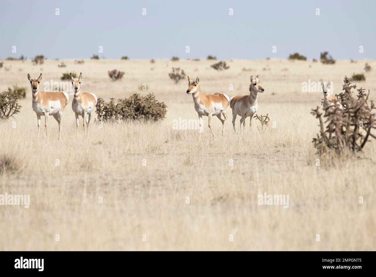 Sonoran Pronghorn Antelope in the Kiowa/Rita Blanca National Grasslands Stock Photo