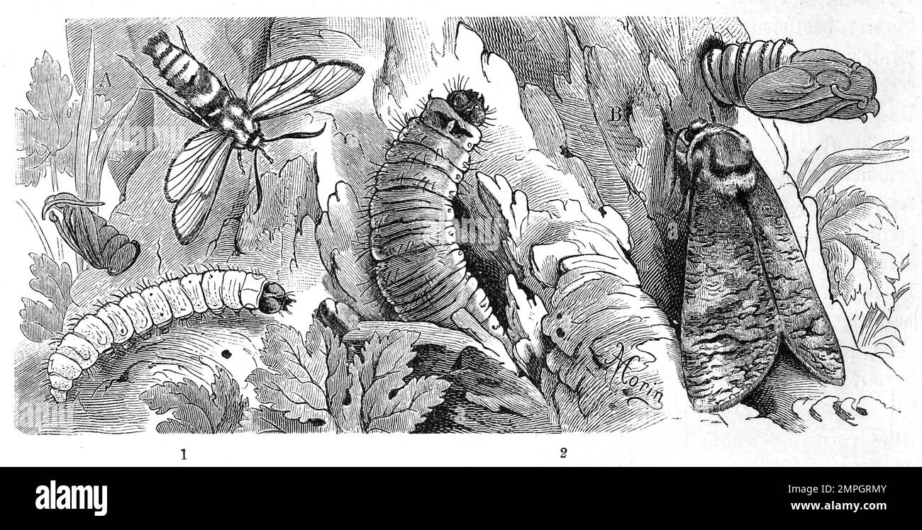 Insekten, 1.Hornissenschwärmer, Trochilium apiforme, 2. Weidenbohrer, Cossus ligniperda, Historisch, digital restaurierte Reproduktion von einer Vorlage aus dem 19. Jahrhundert Stock Photo