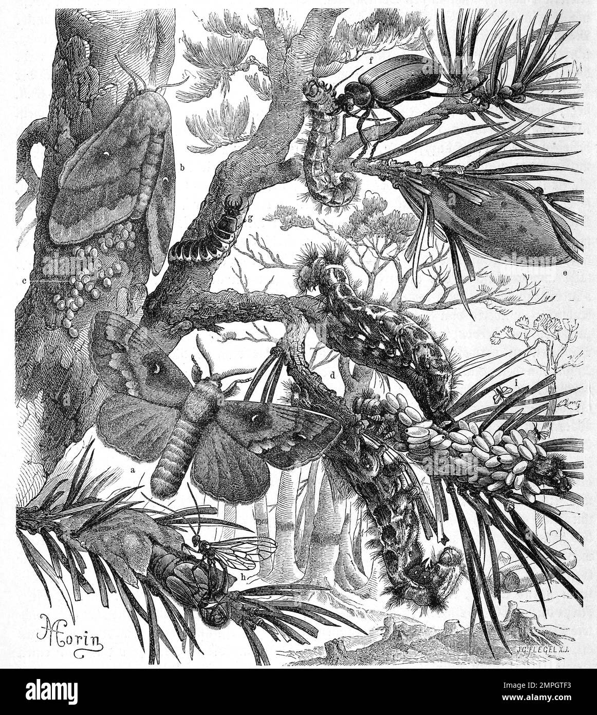 Insekten, Kiefernspinner, Dendrolimus pini ist ein Schmetterling, Nachtfalter aus der Familie der Glucken, in verschiedenen entwicklungsstufen, Historisch, digital restaurierte Reproduktion von einer Vorlage aus dem 19. Jahrhundert Stock Photo