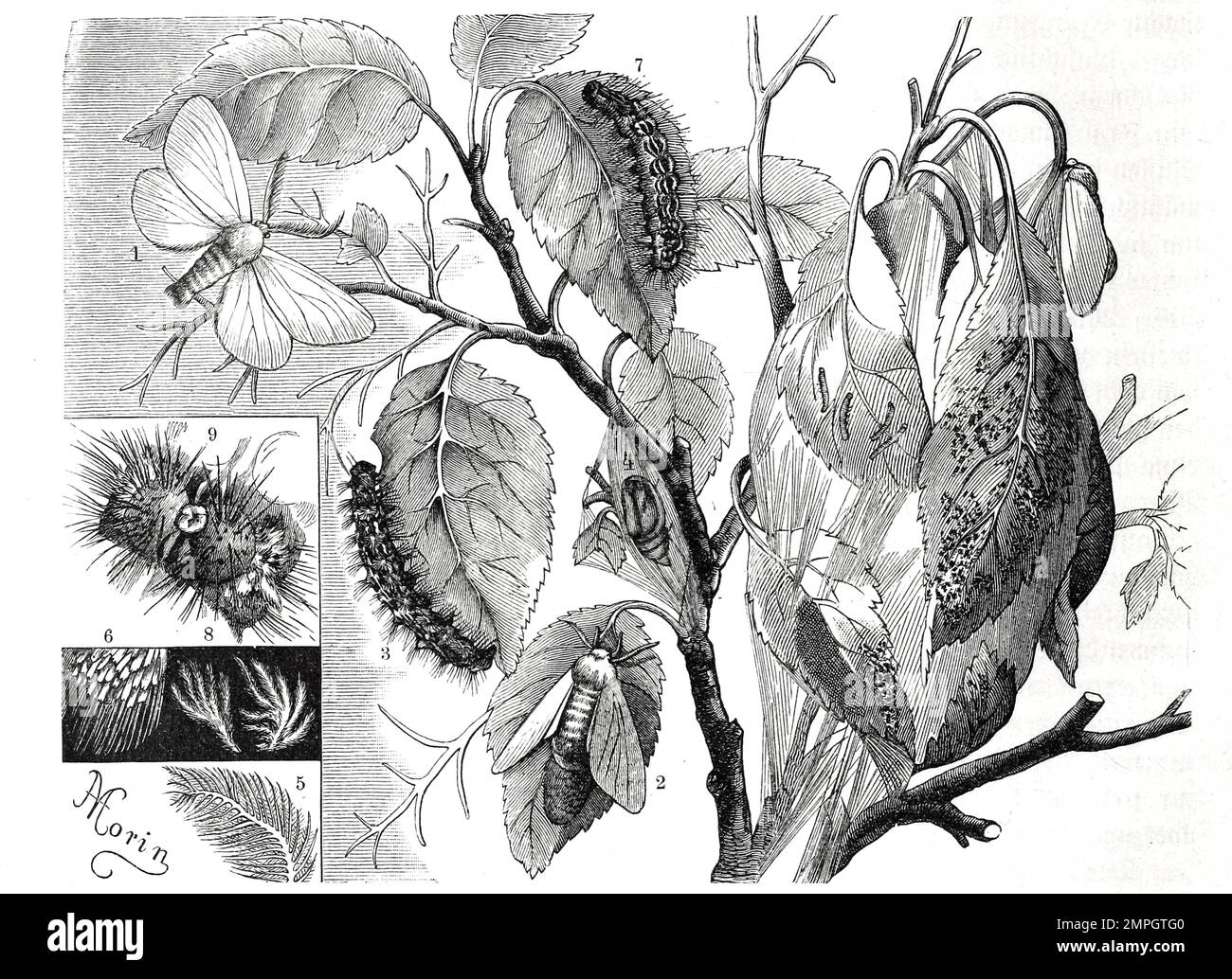 Insekten, Winternest der Roldafter-Raupe, Porthesia chrysorrhoea, Historisch, digital restaurierte Reproduktion von einer Vorlage aus dem 19. Jahrhundert Stock Photo