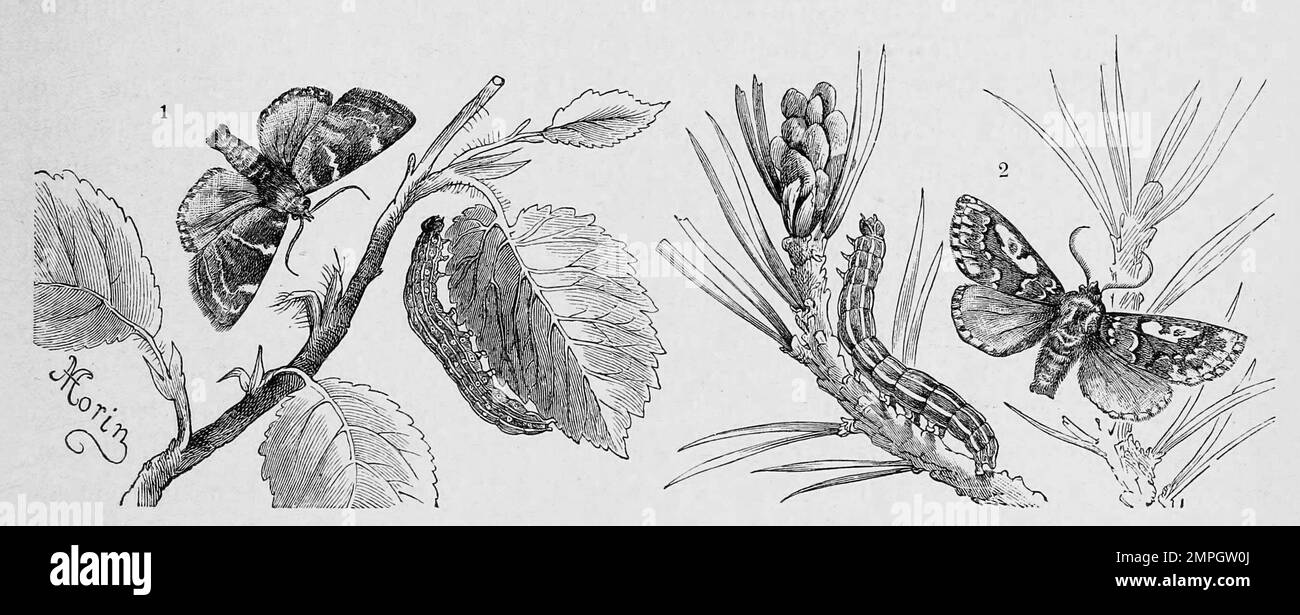 Insekten, 1. Feldulmen-Eule, Cosmia diffinis, 2. Kieferneule, Panolis flammea, auch als Forleule bezeichnet, ist ein Schmetterling, Nachtfalter aus der Familie der Eulenfalter, Historisch, digital restaurierte Reproduktion von einer Vorlage aus dem 19. Jahrhundert Stock Photo