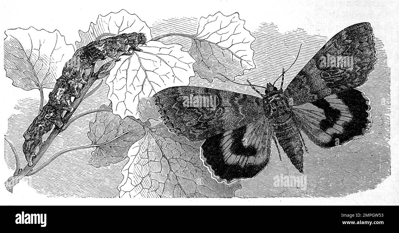 Insekten, Rote Ordensband, Catocala nupta ist ein Schmetterling, Nachtfalter aus der Unterfamilie Catocalinae in der Familie der Eulenfalter, Historisch, digital restaurierte Reproduktion von einer Vorlage aus dem 19. Jahrhundert Stock Photo