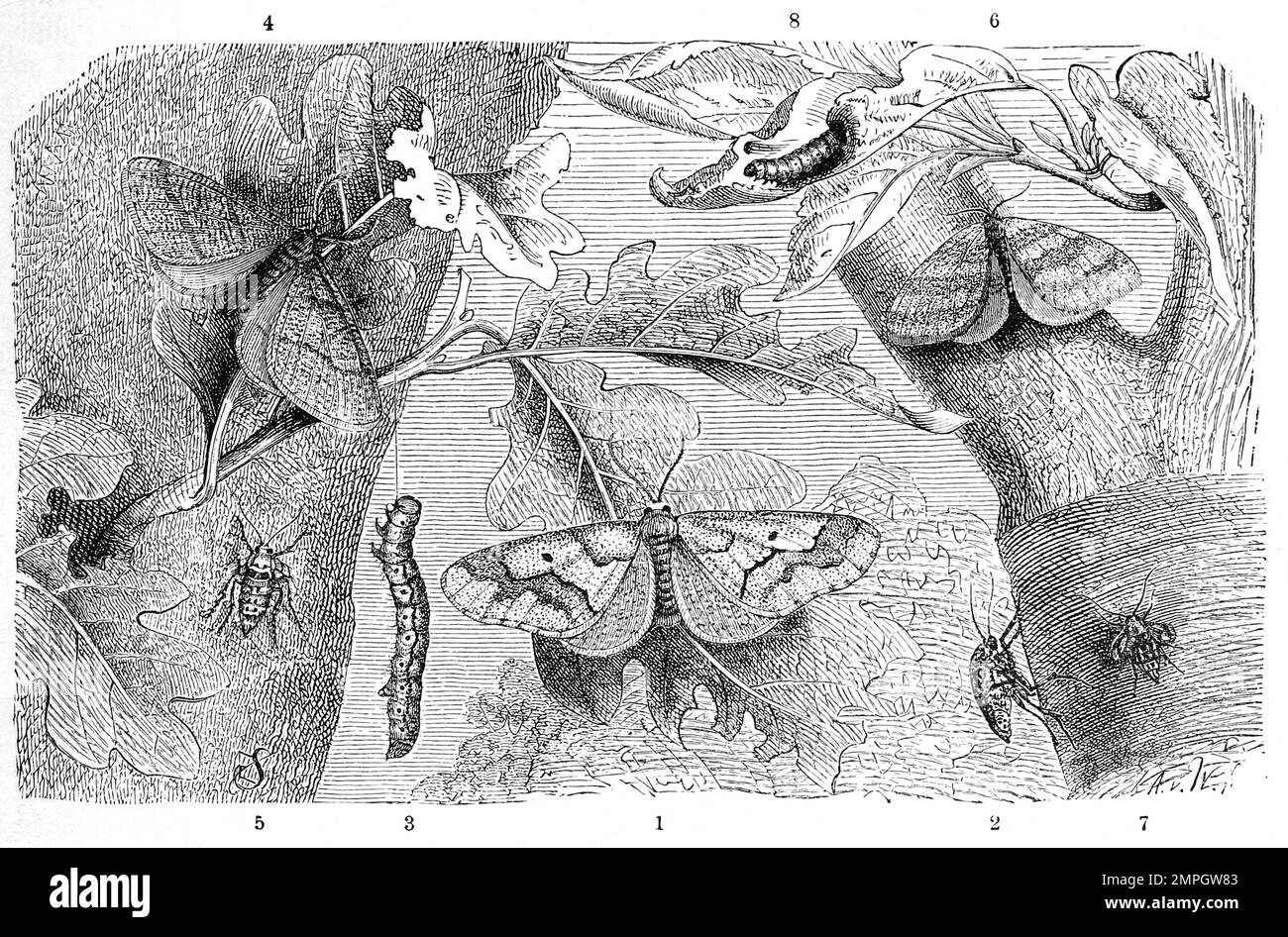 Insekten, 1-3. Große Frostspanner, Erannis defoliaria ist eine Art aus der Familie der Spanner, 4-8. Kleiner Frostspanner, Operophtera brumata, Historisch, digital restaurierte Reproduktion von einer Vorlage aus dem 19. Jahrhundert Stock Photo