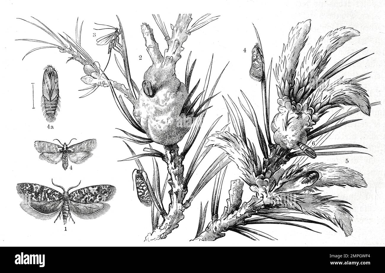 Insekten, 1. Kieferngallenwickler, Retina resinella, Tortrix resinella, 2. Kieferngalle mit der Puppenhülse, 3. Glypta resinanae, 4. Kieferntriebwickler, Retina buoliana, Historisch, digital restaurierte Reproduktion von einer Vorlage aus dem 19. Jahrhundert Stock Photo