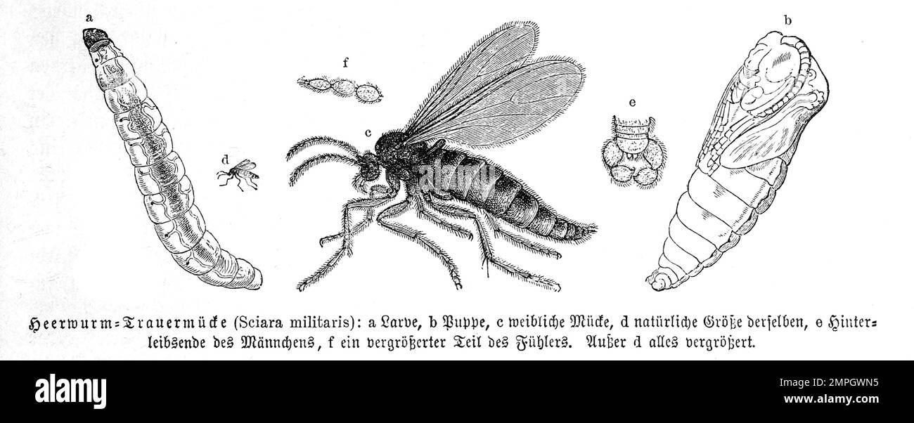 Insekten, Heerwurm-Trauermücke, Sciara militaris, Historisch, digital restaurierte Reproduktion von einer Vorlage aus dem 19. Jahrhundert Stock Photo