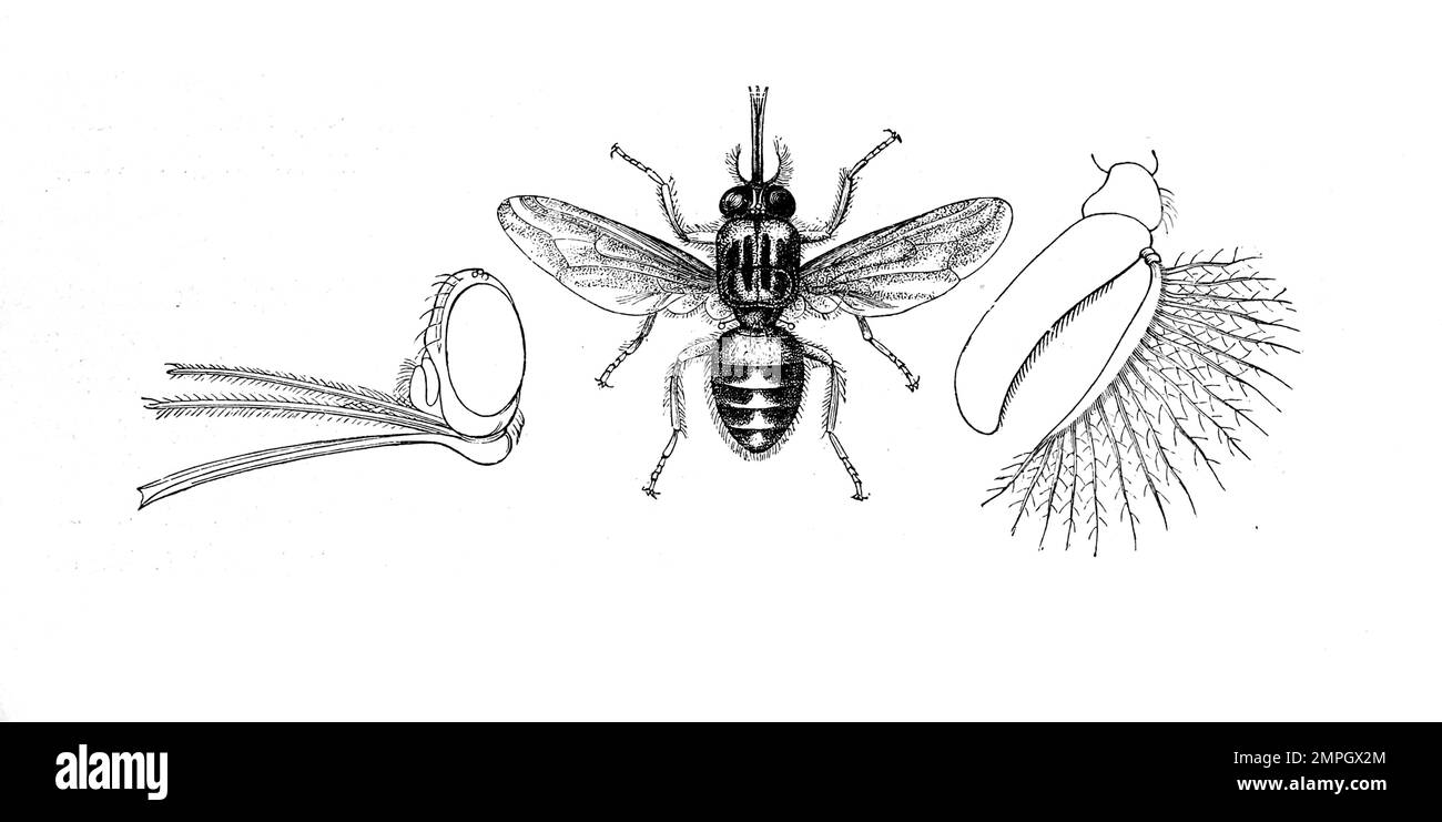 Insekten, Tsetsefliege, Glossina morsitans, Historisch, digital restaurierte Reproduktion von einer Vorlage aus dem 19. Jahrhundert Stock Photo
