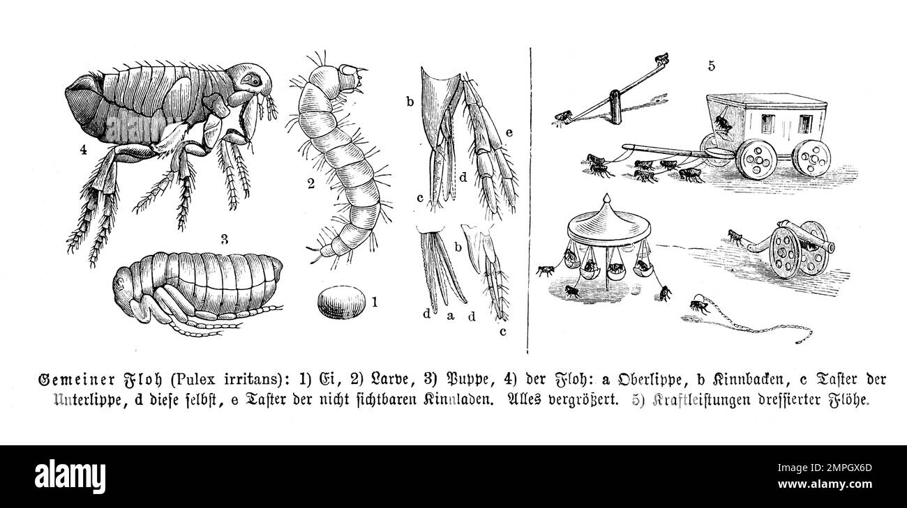 Insekten, Menschenfloh, Pulex irritans, oft auch nur kurz Floh genannt, ist ein blutsaugendes Insekt aus der Ordnung der Flöhe, Historisch, digital restaurierte Reproduktion von einer Vorlage aus dem 19. Jahrhundert Stock Photo