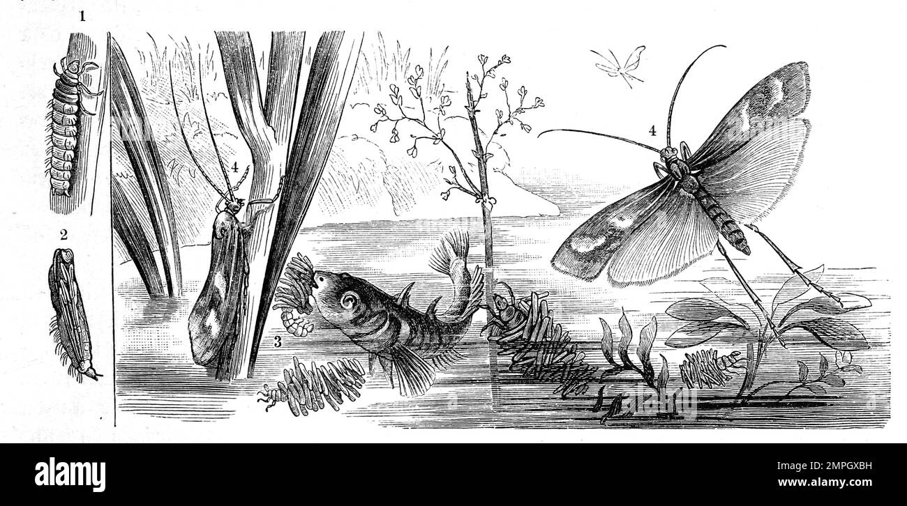 Insekten, Rautenfleckige Köcherfliege, Limnophilus rhombicus und Imago, aus den Jugendstadien hervorgegangene geschlechtsreife Insekt, Historisch, digital restaurierte Reproduktion von einer Vorlage aus dem 19. Jahrhundert Stock Photo