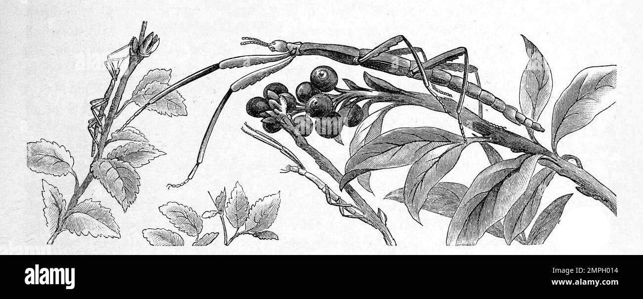 Insekten, Mittelmeerstabschrecke, Mittelmeer-Stabschrecke, Bacillus rossius, Art der Ordnung der Gespenstschrecken, Historisch, digital restaurierte Reproduktion von einer Vorlage aus dem 19. Jahrhundert Stock Photo