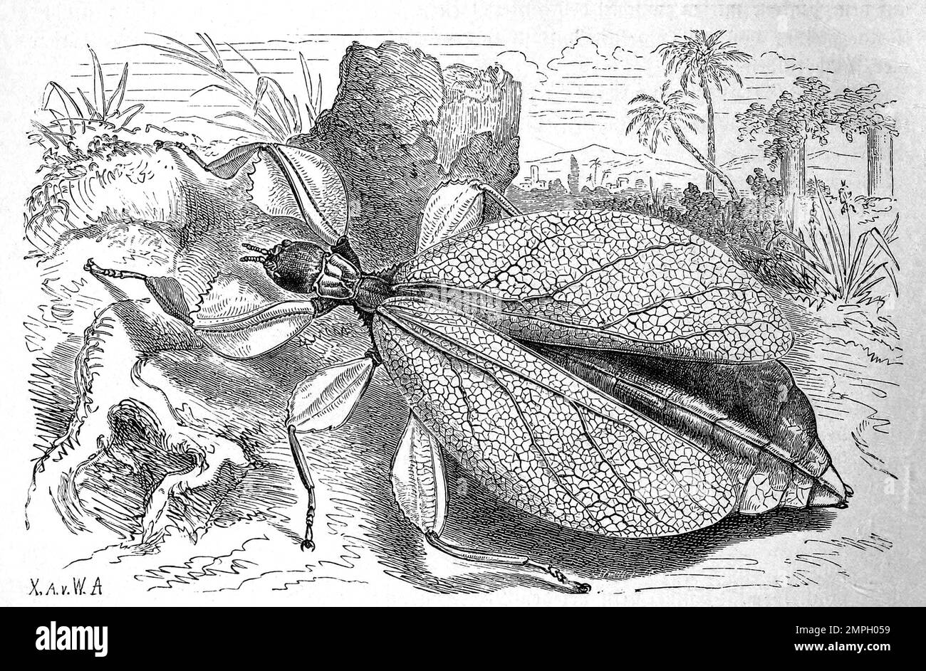 Insekten, Wandelndes Blatt, Phyllium siccifolium, Ordnung der Gespenstschrecken, Historisch, digital restaurierte Reproduktion von einer Vorlage aus dem 19. Jahrhundert Stock Photo