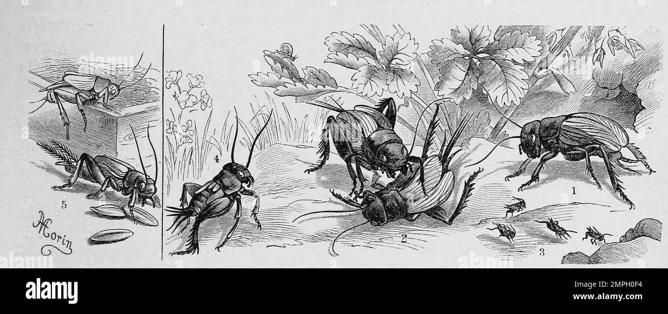 Insekten, 1-4. Feldgrille, Gryllus campestris, 5. Hausgrille, Gryllus domesticus, Historisch, digital restaurierte Reproduktion von einer Vorlage aus dem 19. Jahrhundert Stock Photo