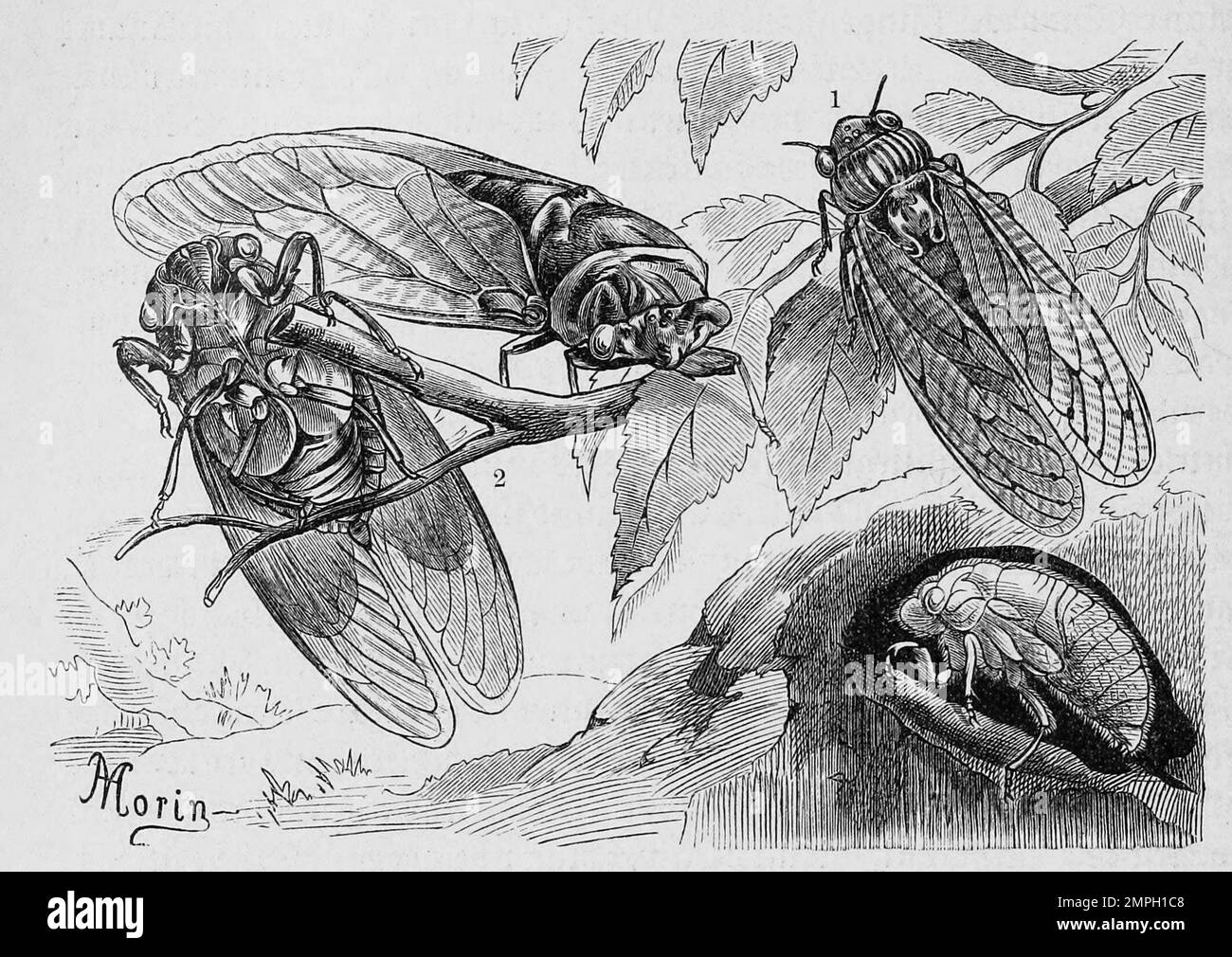 Insekten, Mannazikade, Cicada orni, 2. Gemeine Singzikade, Tibicen plebejus, Historisch, digital restaurierte Reproduktion von einer Vorlage aus dem 19. Jahrhundert Stock Photo