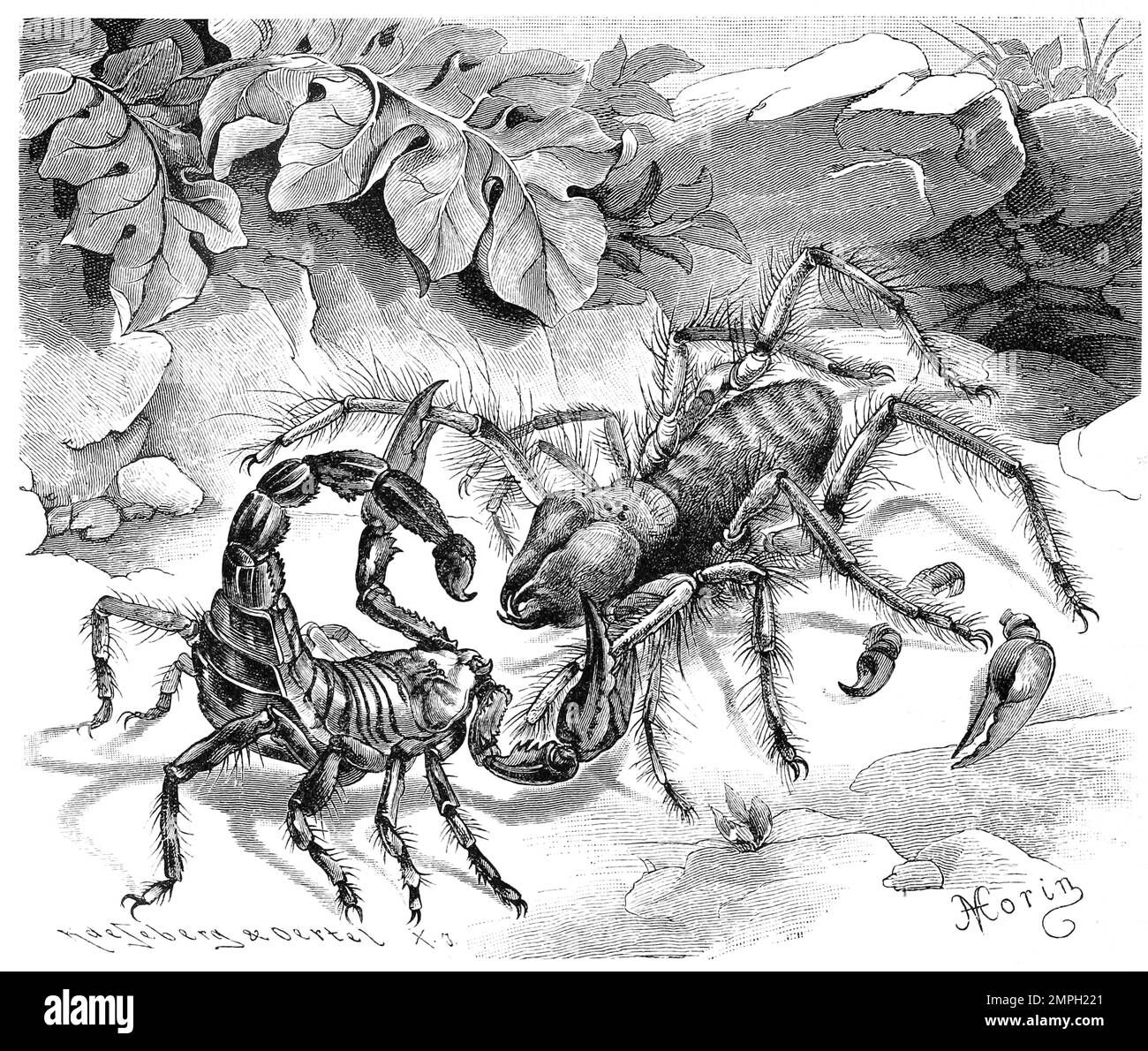 Insekten, gemeine Walzenspinne, Solpuga oder Galeodes araneoides, Historisch, digital restaurierte Reproduktion von einer Vorlage aus dem 19. Jahrhundert Stock Photo