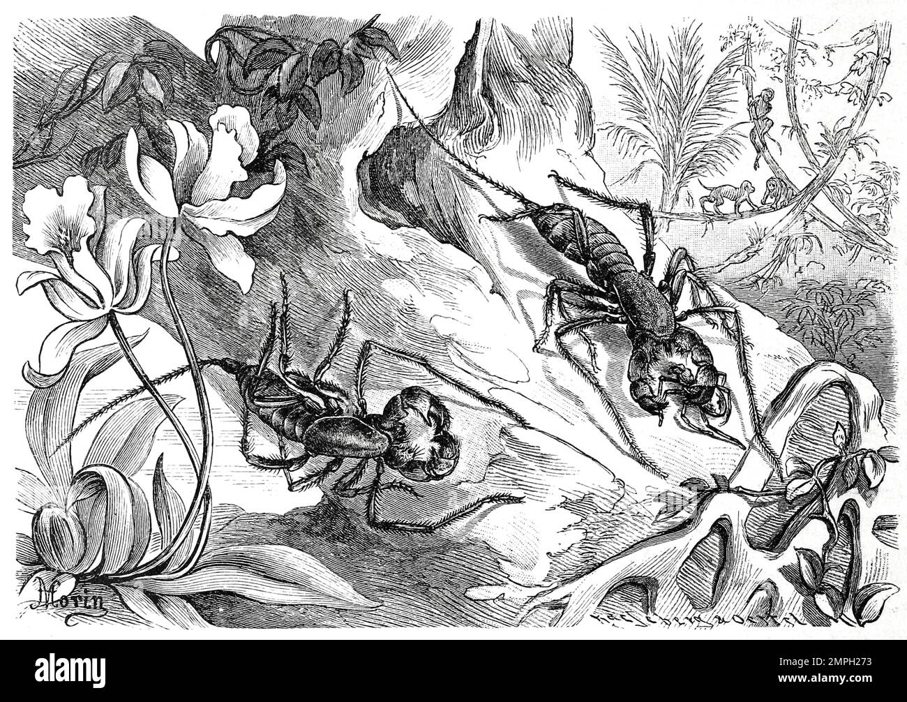 Insekten, geschwänzter Fadenskorpion, Thelyphonus caudatus, Historisch, digital restaurierte Reproduktion von einer Vorlage aus dem 19. Jahrhundert Stock Photo