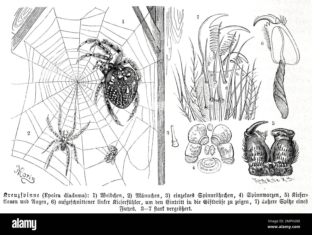Insekten, Gartenkreuzspinne, Araneus diadematus ist die in Mitteleuropa häufigste Vertreterin der Gattung der Kreuzspinnen, Historisch, digital restaurierte Reproduktion von einer Vorlage aus dem 19. Jahrhundert Stock Photo