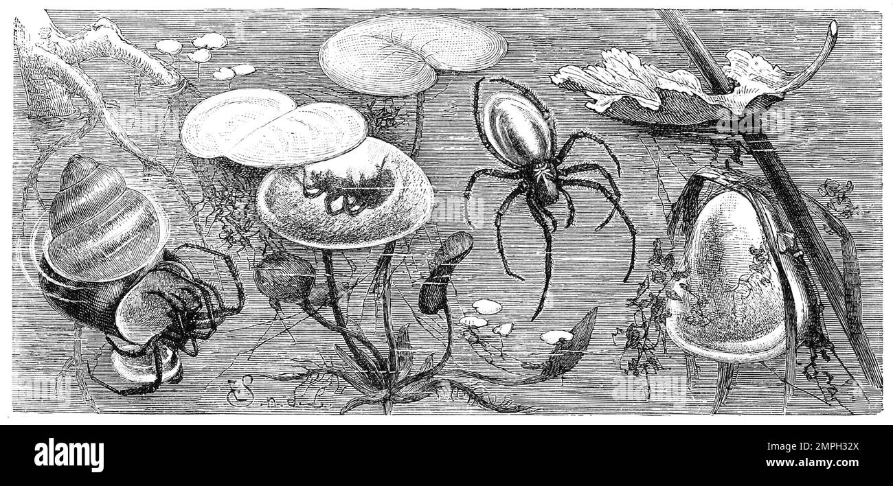 Insekten, Gemeine Wasserspinne, Argyroneta aquatica, Historisch, digital restaurierte Reproduktion von einer Vorlage aus dem 19. Jahrhundert Stock Photo