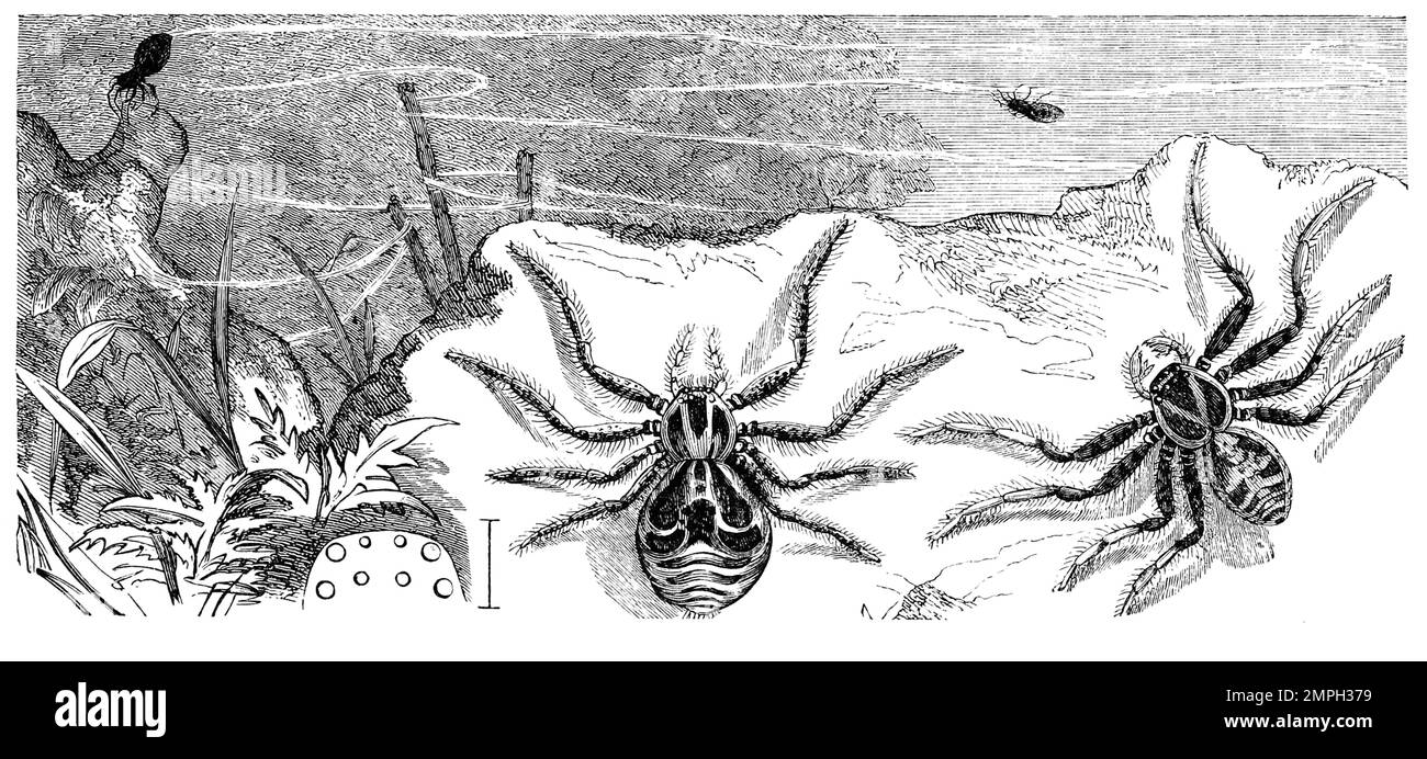 Insekten, Krabbenspinne, Thoisus viaticus, Historisch, digital restaurierte Reproduktion von einer Vorlage aus dem 19. Jahrhundert Stock Photo