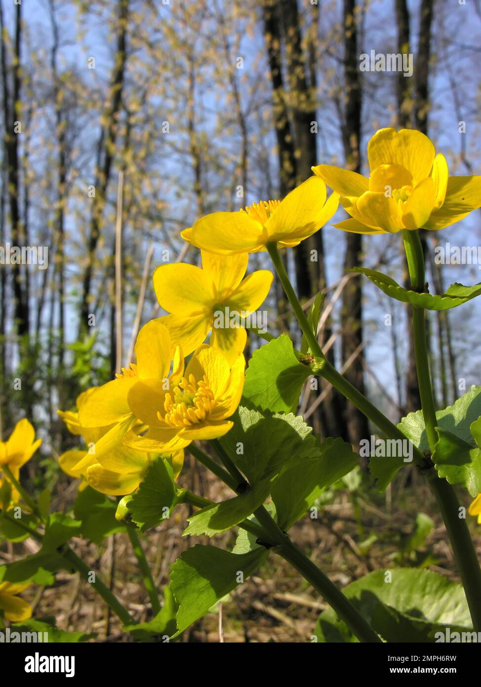 closeup of a poisonous  marsh marigold flowers in the wet woodland, it is a perennial herb in the buttercup family Stock Photo