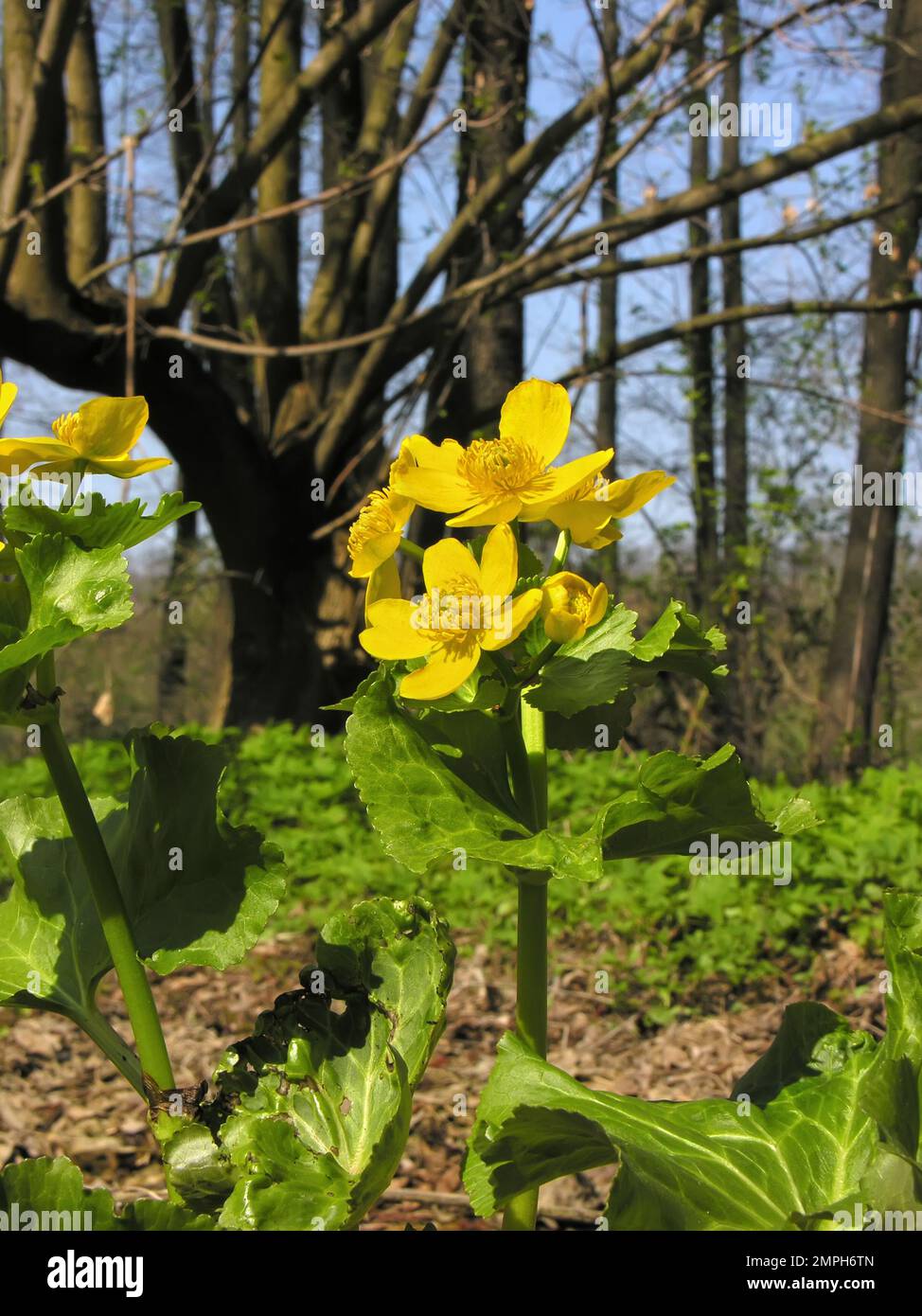 closeup of a poisonous  marsh marigold flowers in the wet woodland, it is a perennial herb in the buttercup family Stock Photo
