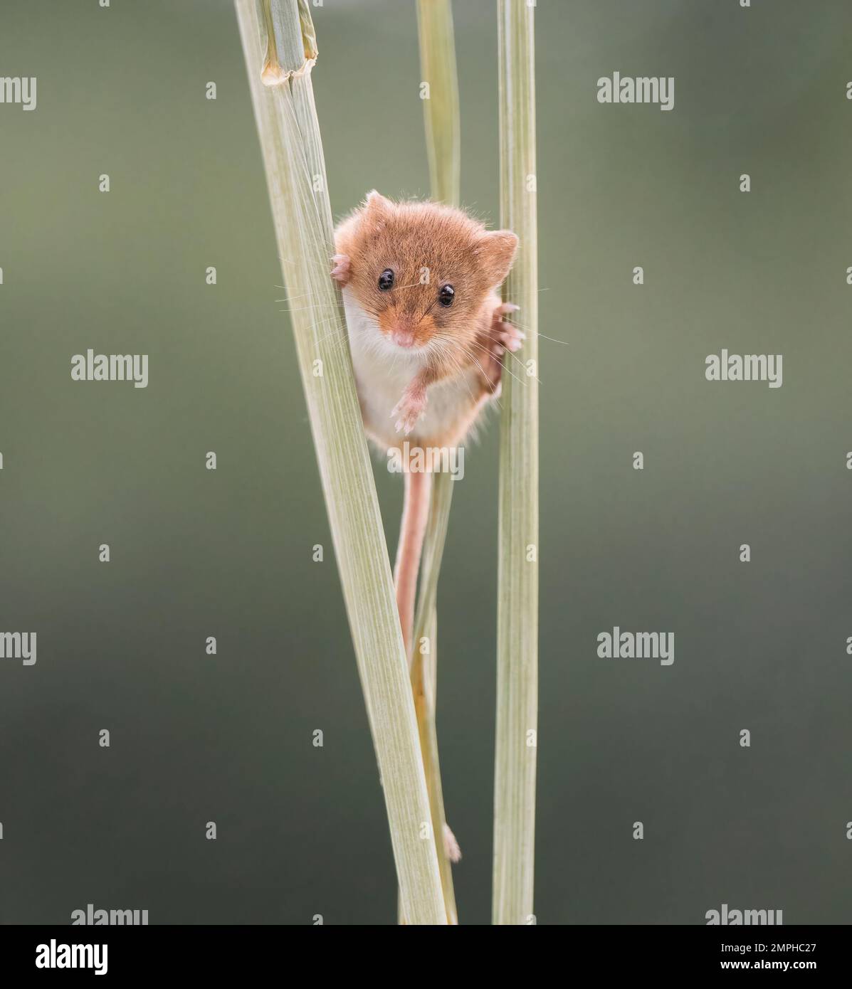 Eurasian harvest Mouse, Micromys minutus, on grass stem, Dorset, UK ...