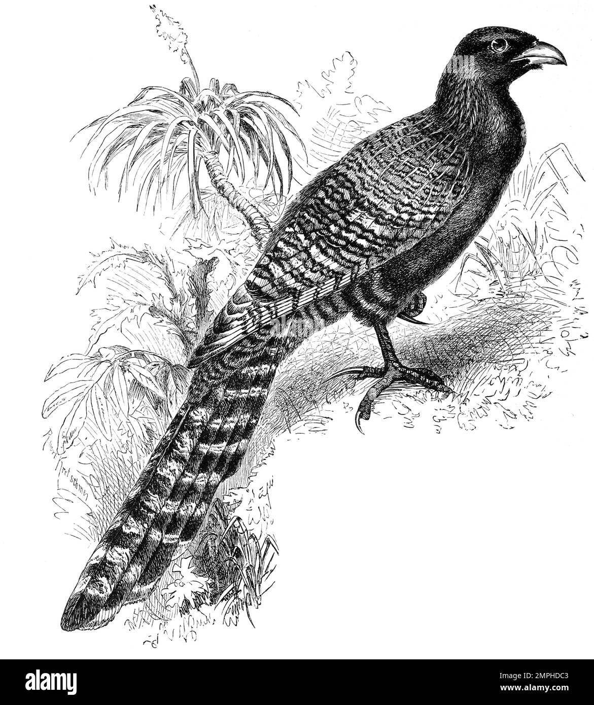 Vogel, Fasanenkuckuck, Dromococcyx phasianellus, eine Kuckucksart in Mittel- und Südamerika, Historisch, digital restaurierte Reproduktion von einer Vorlage aus dem 18. Jahrhundert Stock Photo