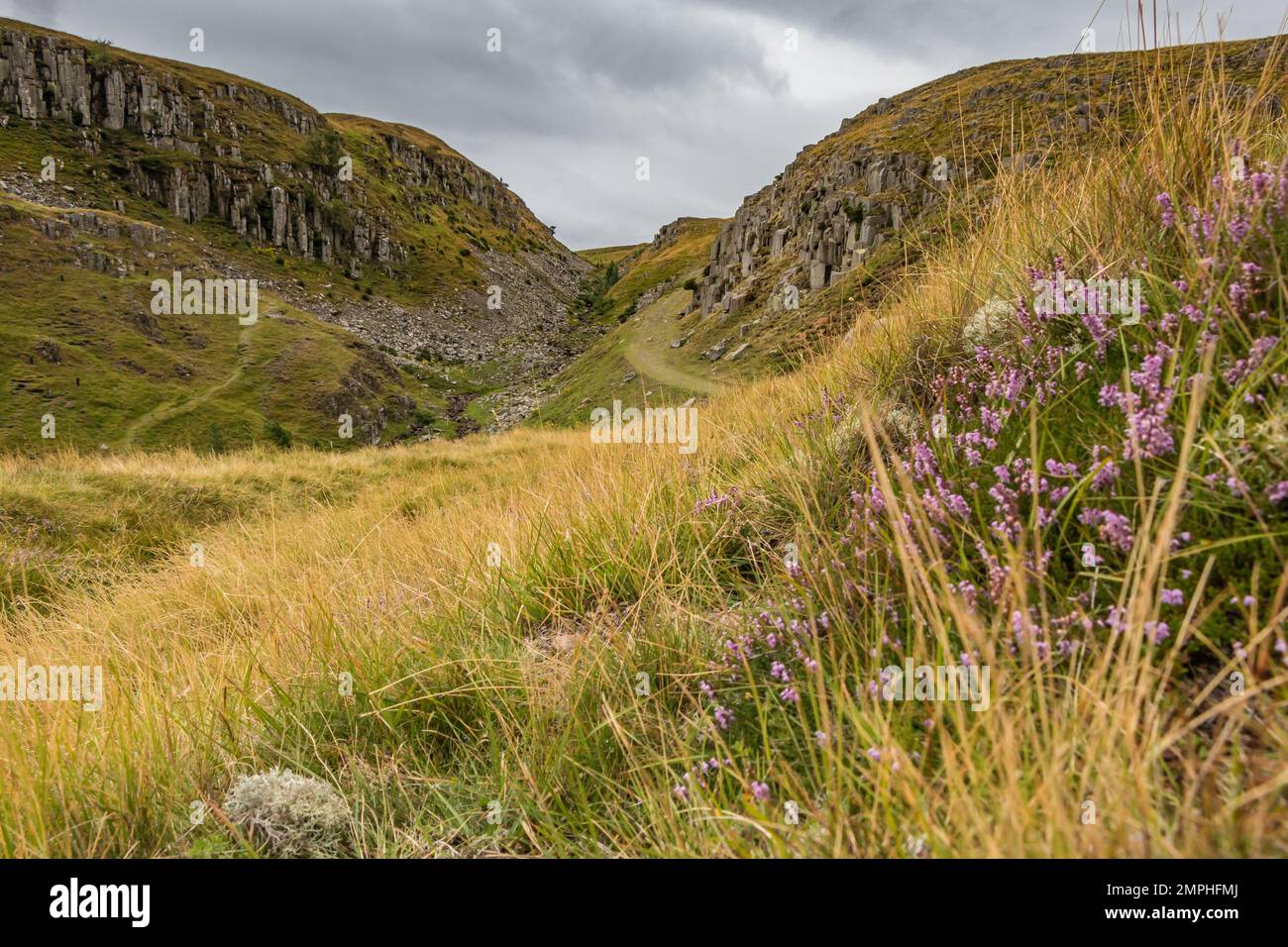 A clump of purple flowering heather on the hillside by the dramatic Dolerite cliffs of Holwick Scar. Stock Photo