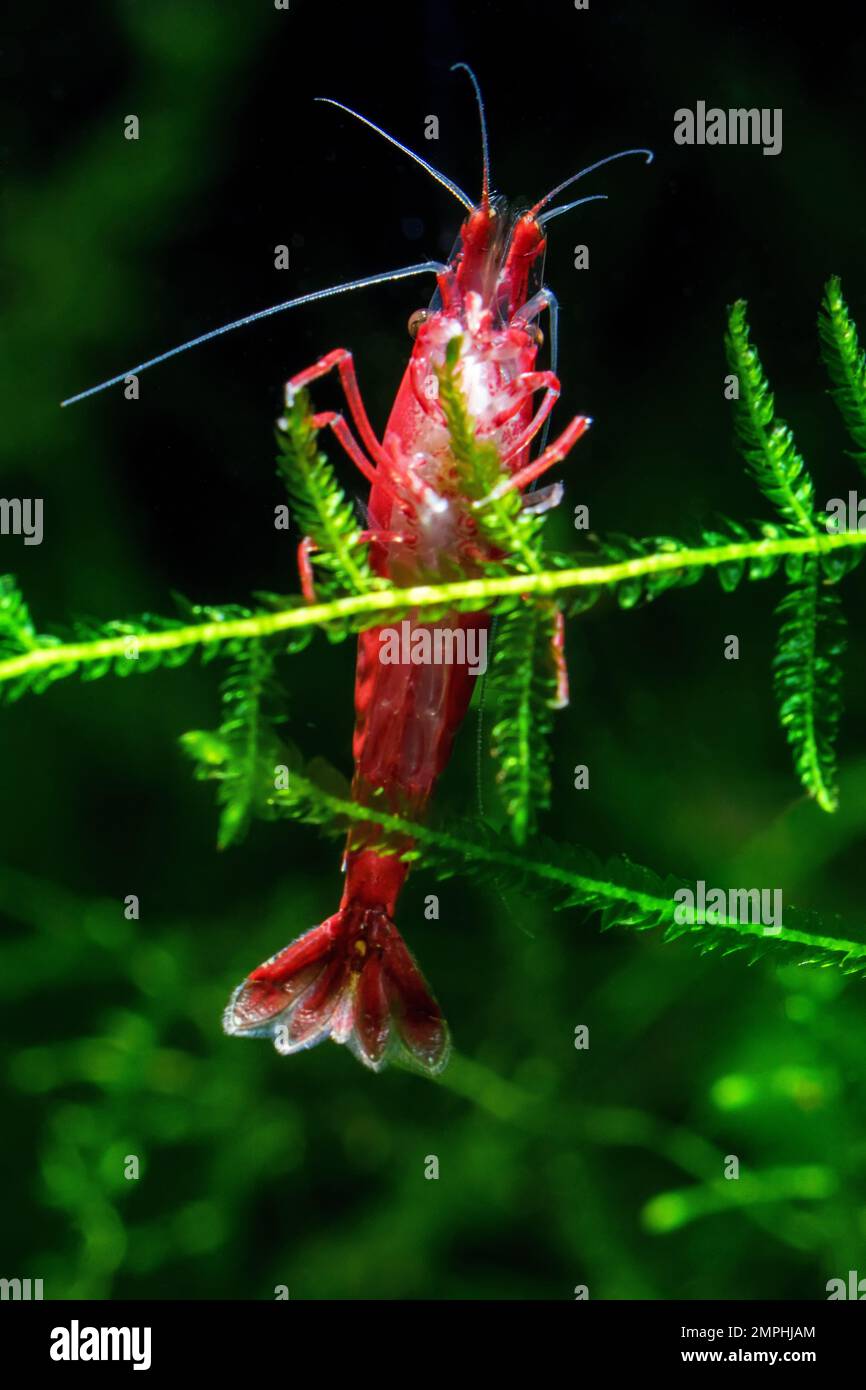 Red Cherry Shrimp on a moss, freshwater aquarium Stock Photo