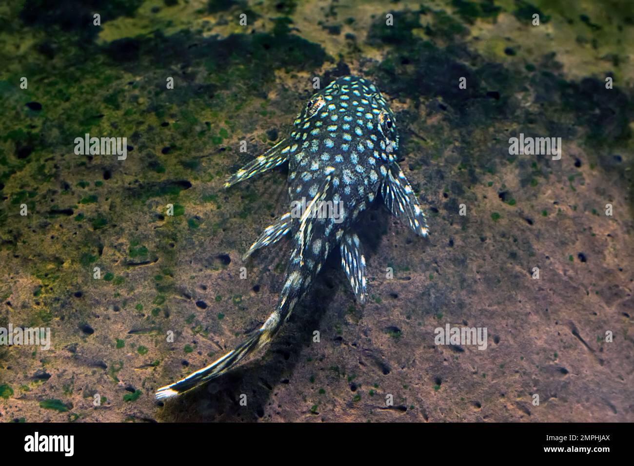 Ancistrus Tropical fish, Bristlenose catfish, Cleaner Fish Stock Photo