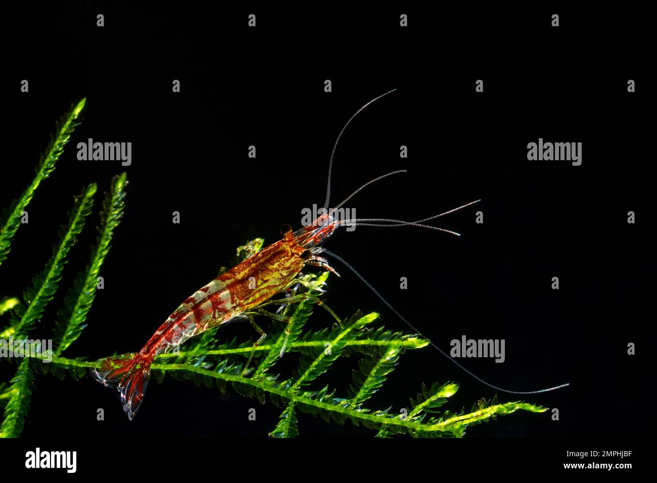 Red Cherry Shrimp on a moss, freshwater aquarium Stock Photo - Alamy