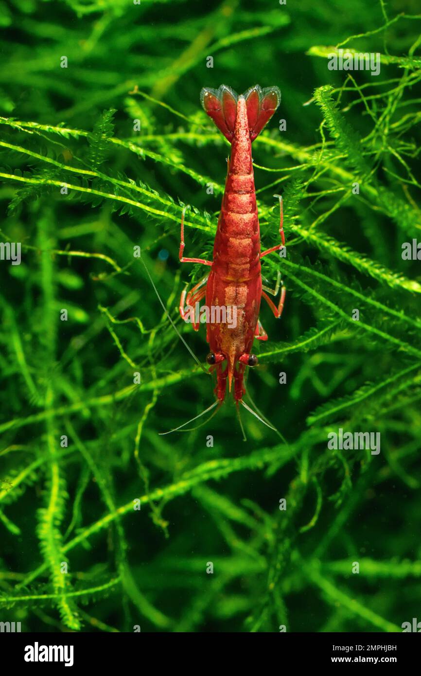 Red Cherry Shrimp on a moss, freshwater aquarium Stock Photo - Alamy