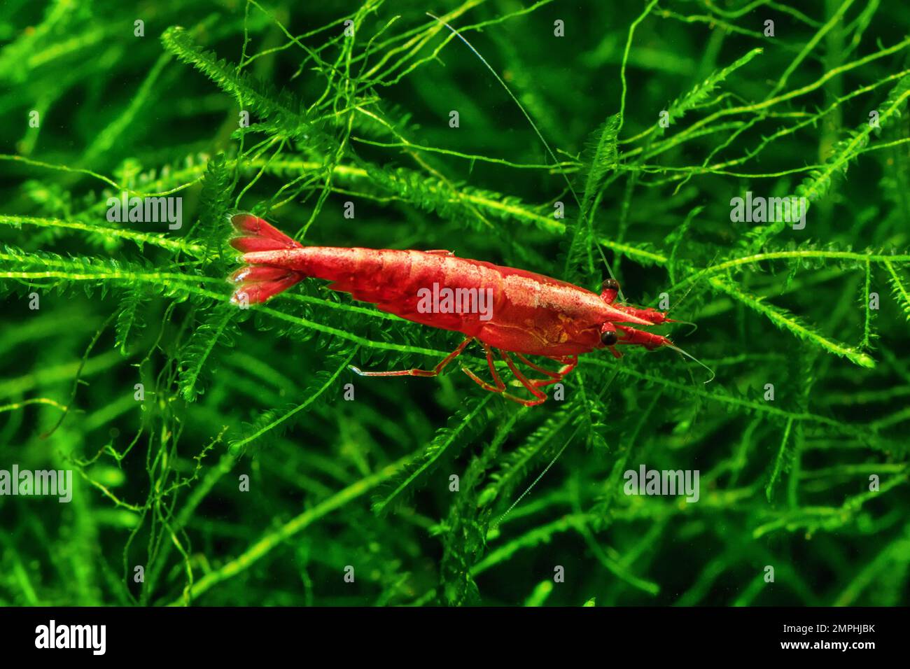 Red Cherry Shrimp on a moss, freshwater aquarium Stock Photo - Alamy