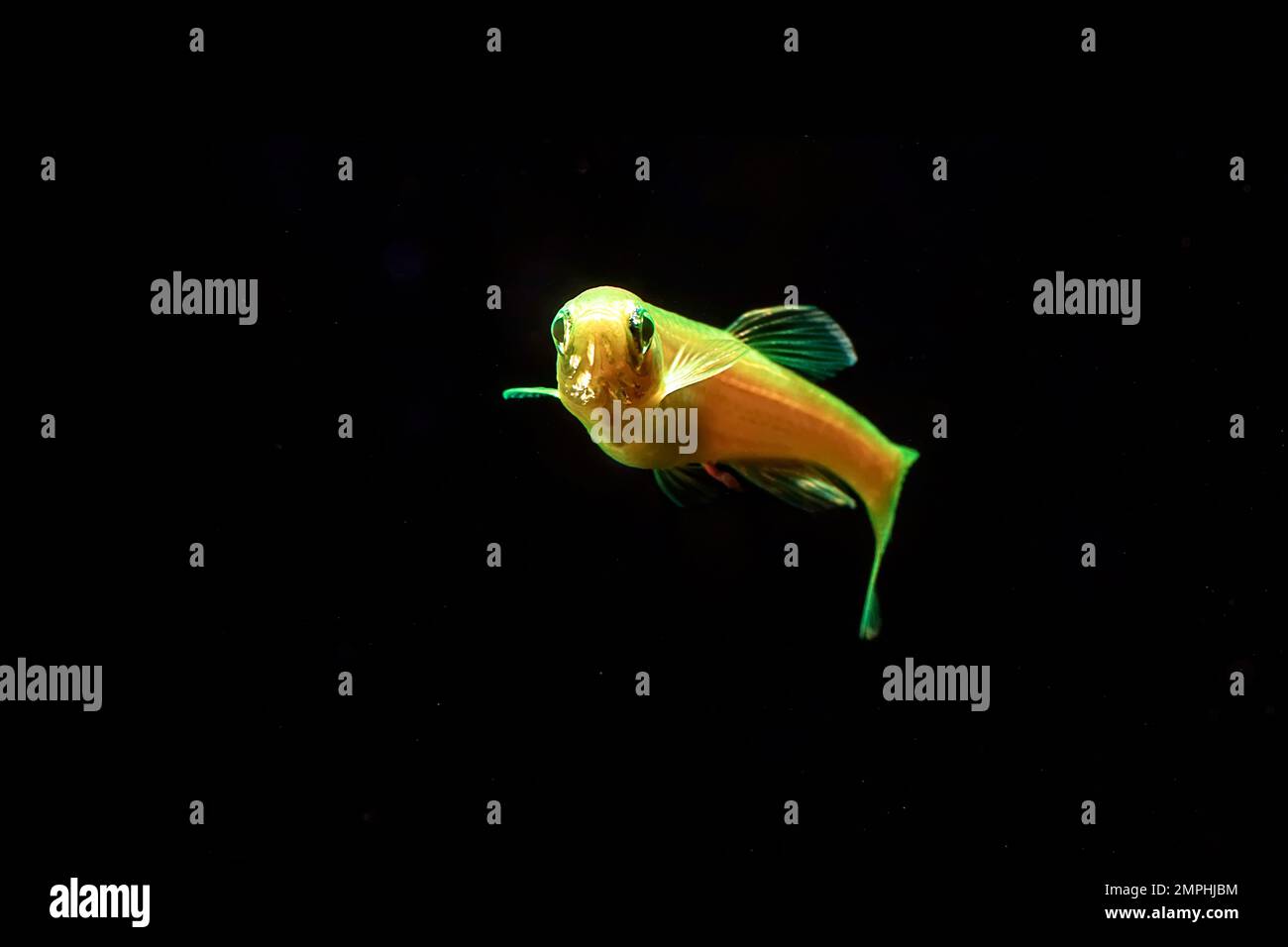 Fluorescent Freshwater Fish, Gold zebra danio fish, Glo Fish Stock Photo