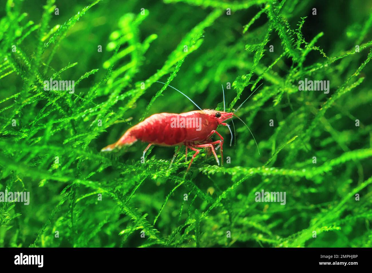Red Cherry Shrimp on a moss, freshwater aquarium Stock Photo