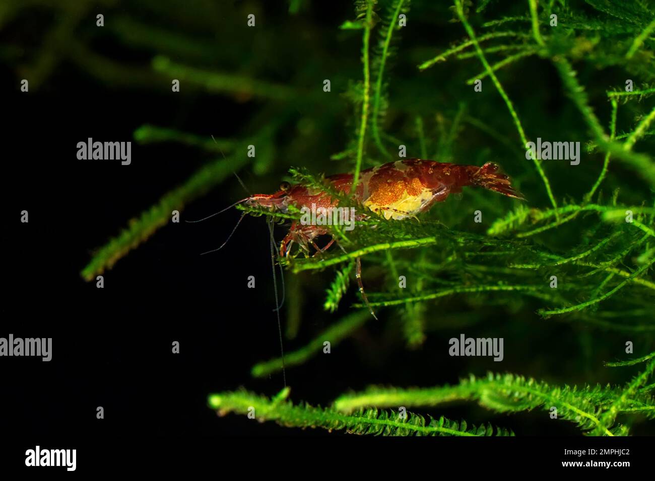 Red Cherry Shrimp on a moss, Female with Eggs Stock Photo