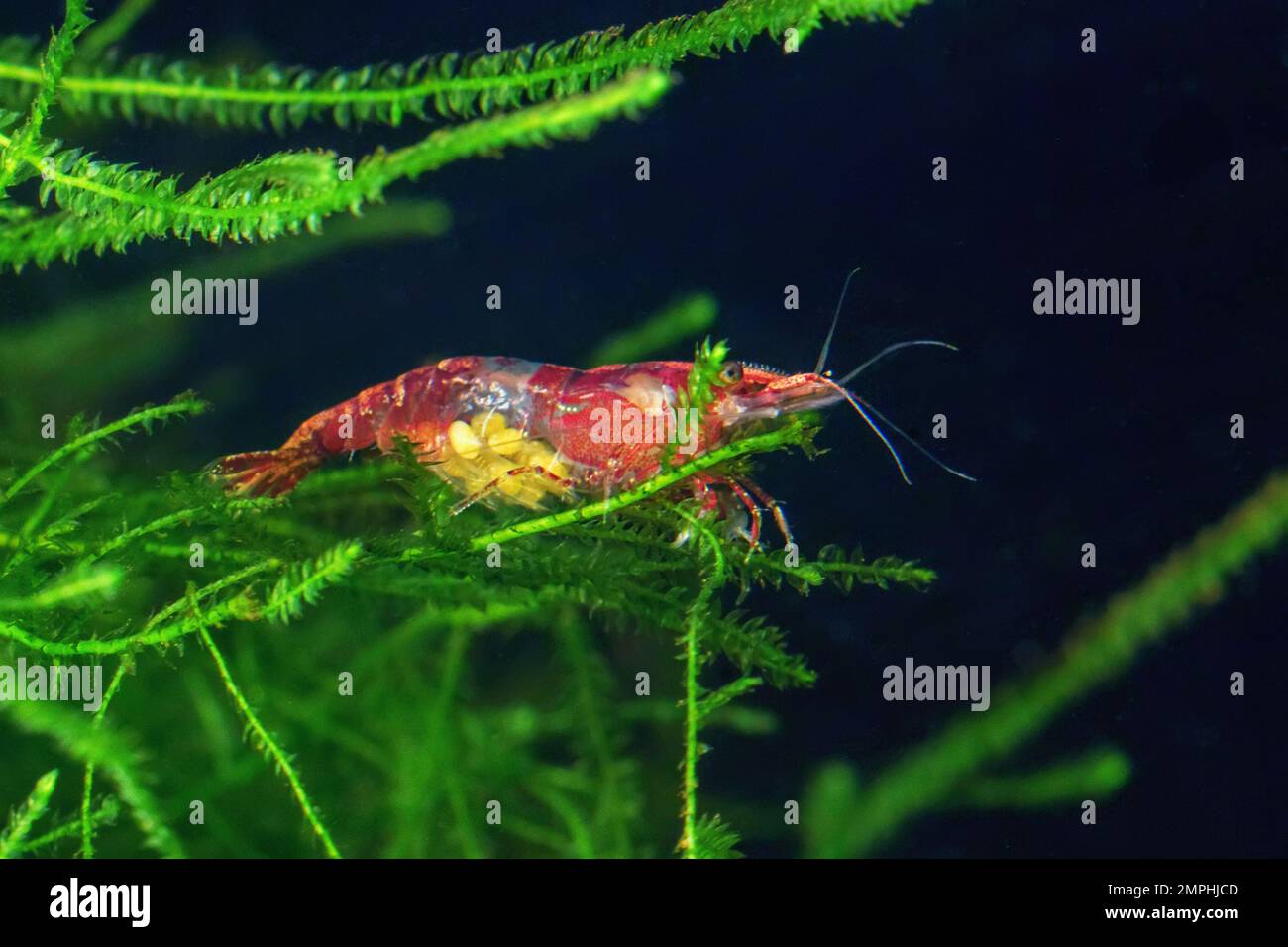 Red Cherry Shrimp on a moss, Female with Eggs Stock Photo