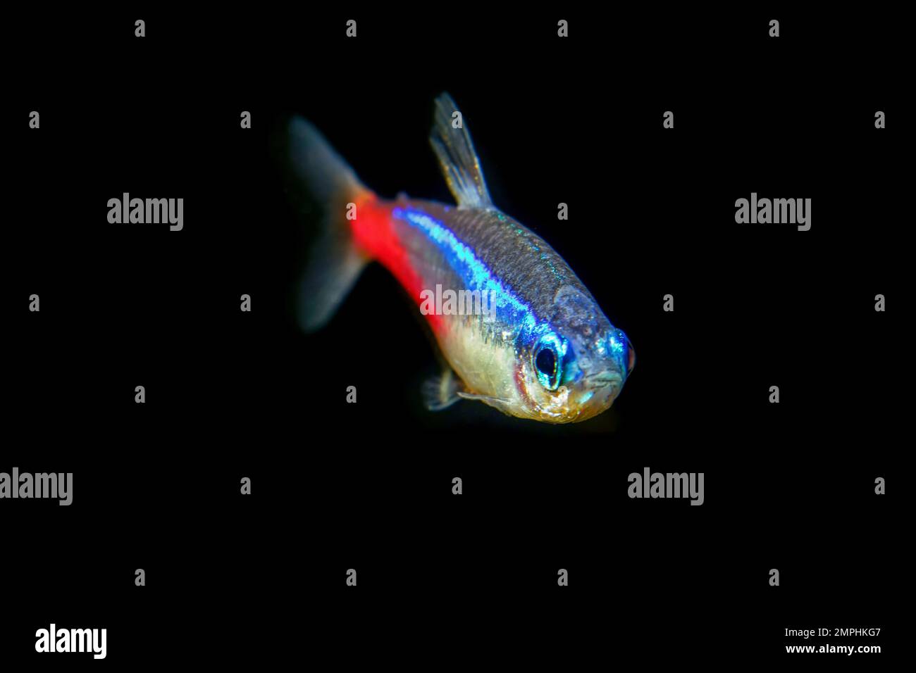 Neon tetra Tropical fish (Paracheirodon Innesi) on black background Stock Photo