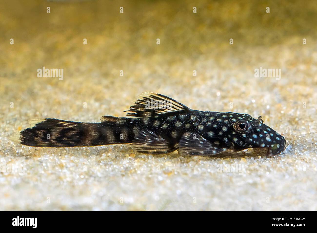 Ancistrus Tropical fish, Bristlenose catfish, Cleaner Fish Stock Photo