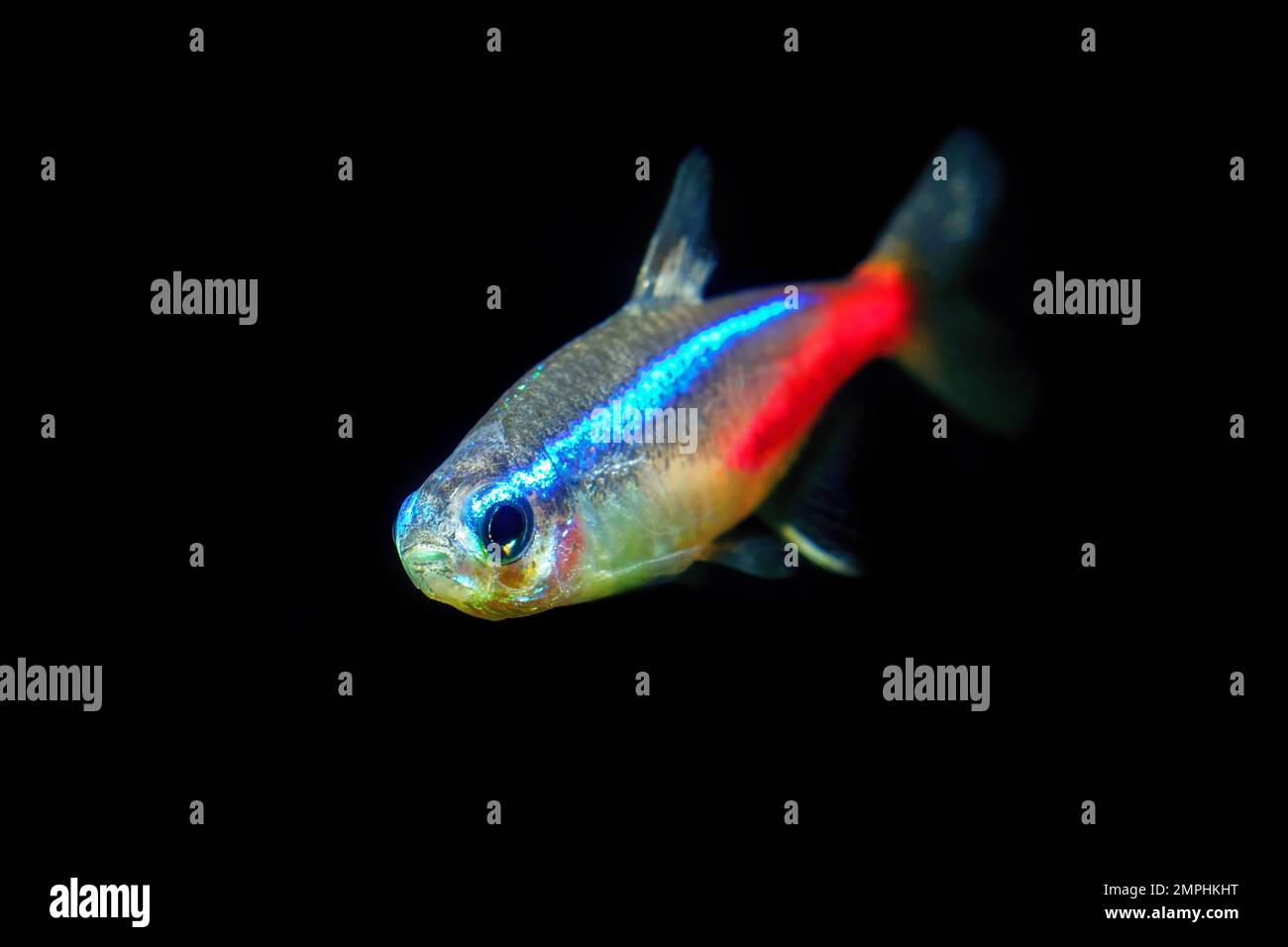 Neon tetra Tropical fish (Paracheirodon Innesi) on black background Stock Photo