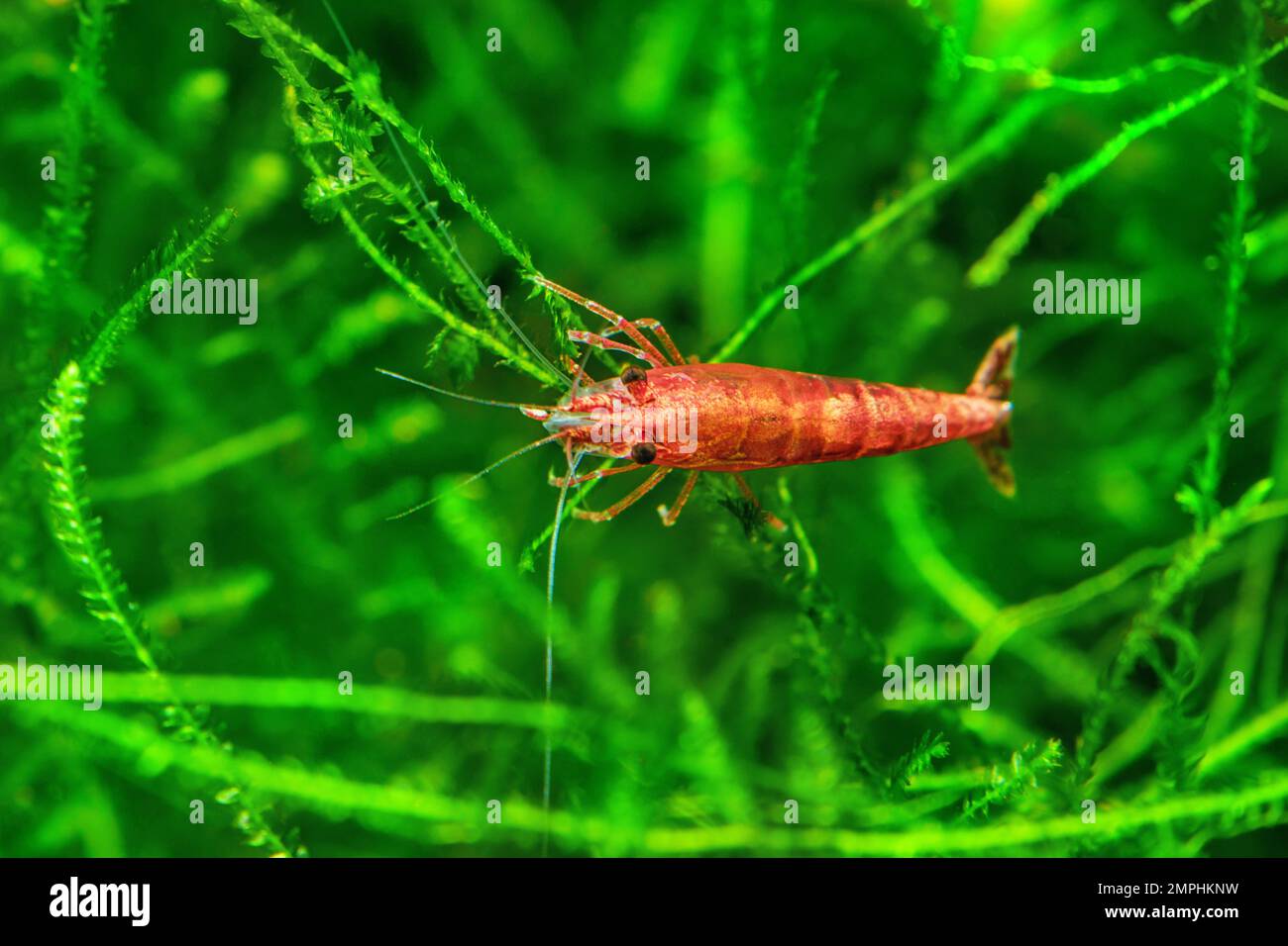 Red Cherry Shrimp on a moss, freshwater aquarium Stock Photo