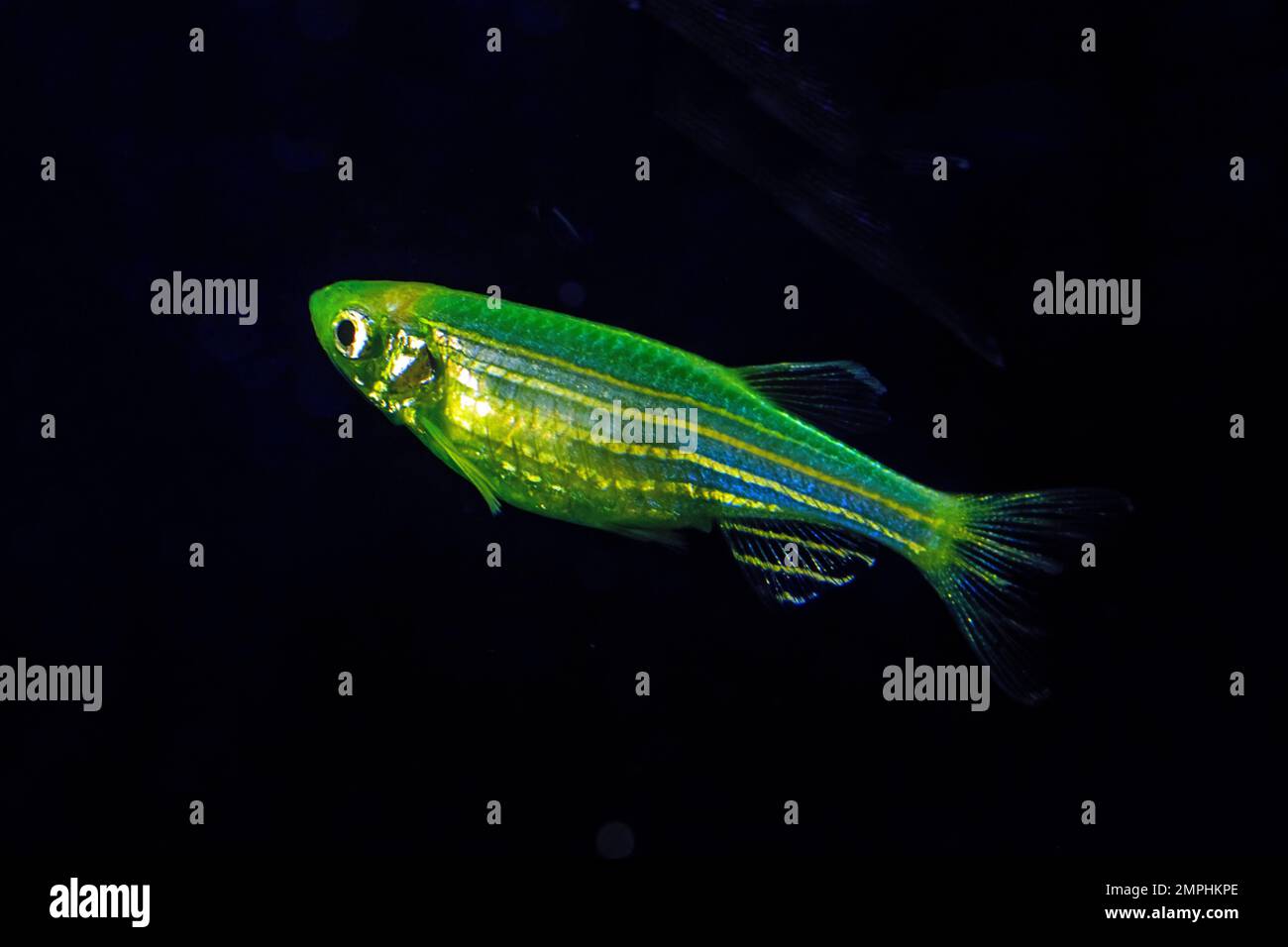 Fluorescent Freshwater Fish, Electric Green zebra danio fish, Glo Fish Stock Photo
