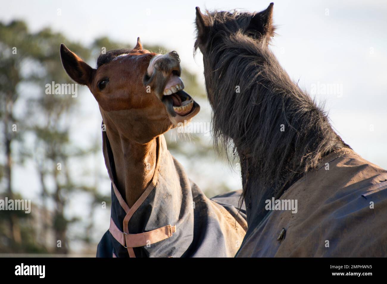Tw horses greeting and biting each other Stock Photo Alamy