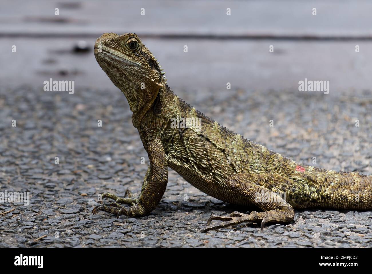 Eastern Water Dragon stationary in day Stock Photo