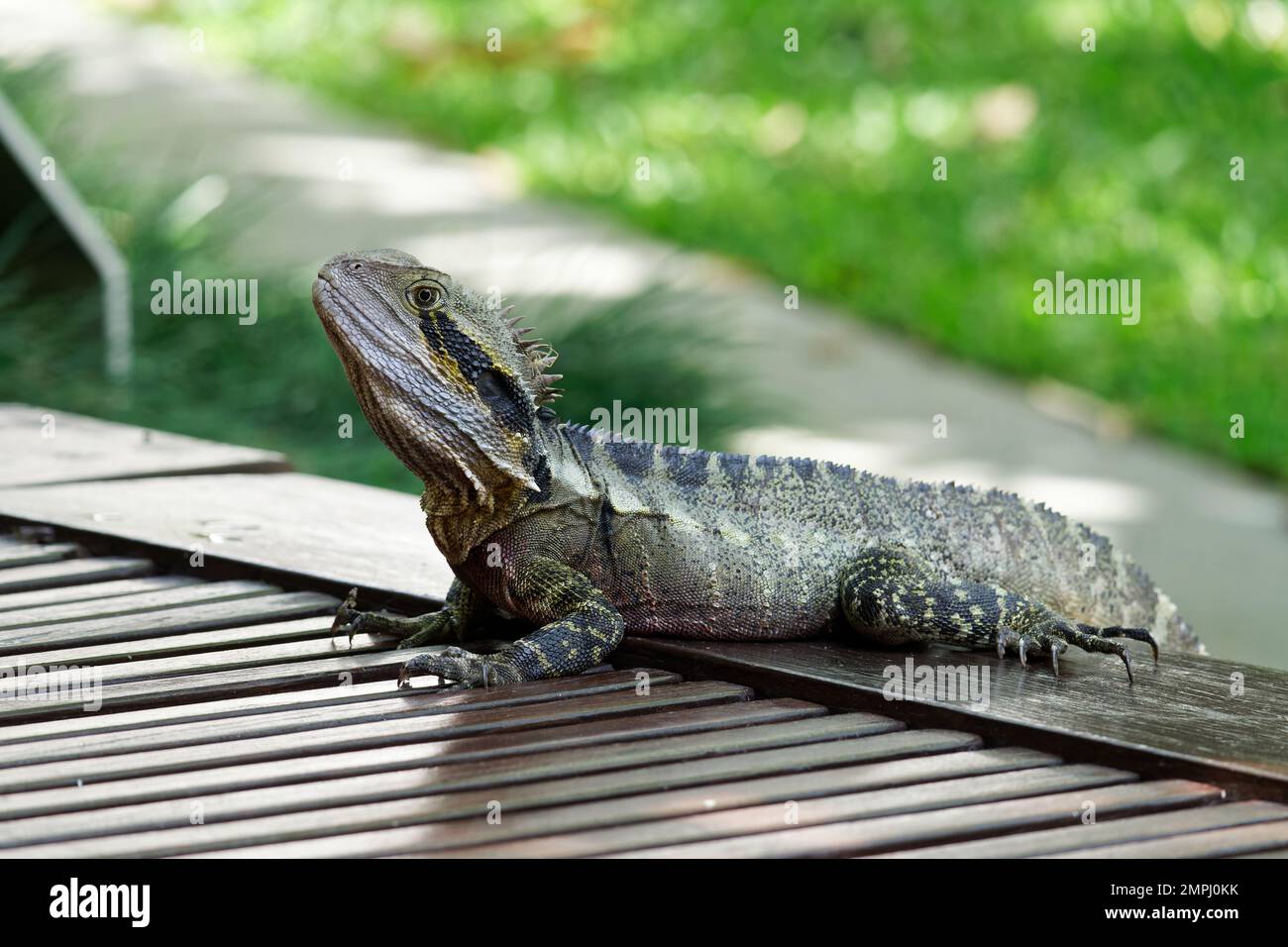 Eastern Water Dragon stationary in day Stock Photo